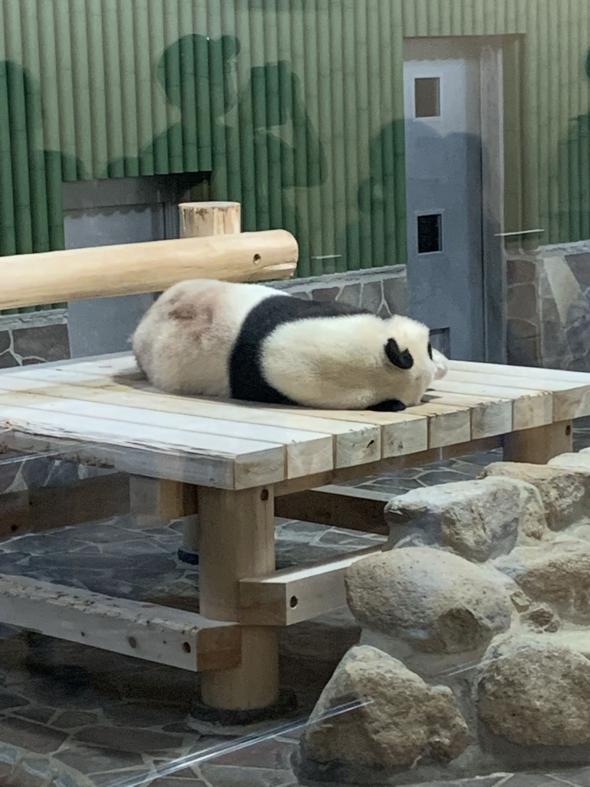 panda02