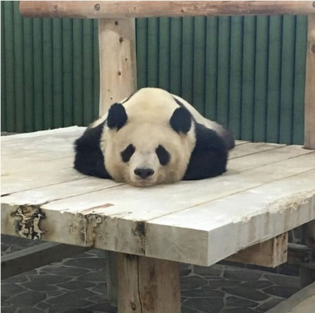 panda01